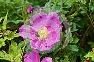 Gardens at the University of Alberta Botanical Gardens, Alberta, Canada photo