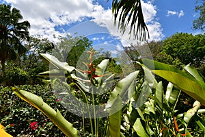 Gardens and vegetation around cenotes wells