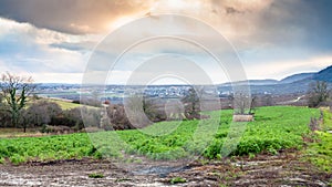 gardens and vineyards in Alsace in winter