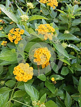 Gardens in Wilmington, North Caroline, Flowers on the streets