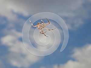 GardenSpider