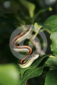 Garder Snake