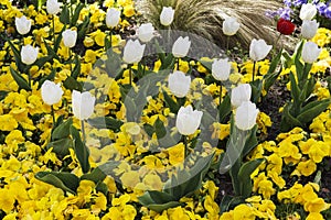 Gardin flowered with different colored flowers