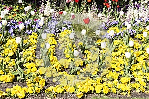 Gardin flowered with different colored flowers