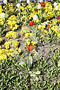 Gardin flowered with different colored flowers