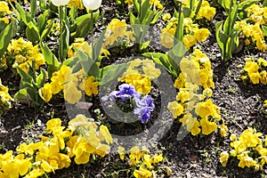 Gardin flowered with different colored flowers