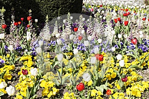 Gardin flowered with different colored flowers