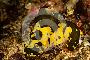 gardiner\'s banana nudibranch sea slug