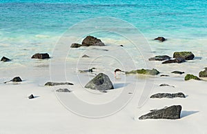 Gardner Bay with American Oystercatcher, Galapagos