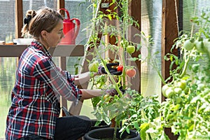 Gardner checking on tomatoes in greenhouse on a summer sunny day. Lifestyle and gardening concept