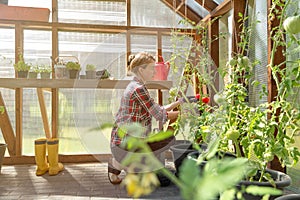 Gardner checking on tomatoes in greenhouse on a summer sunny day. Lifestyle and gardening concept