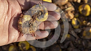 Gardner holding Glads bulbs in a hand