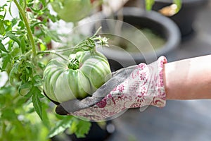 Gardner holding in hand a freshly grown green tomato in a greenhouse. Home grown ecological tomato