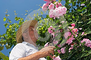 Gardner pinching off dead flowers of a pink rose