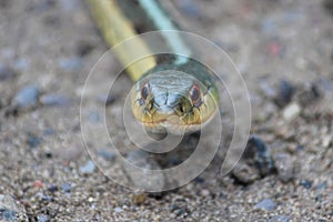 A Gardner Snake Closeup