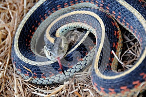 Gardner Snake Sensing Danger photo