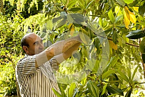 Gardner trimming the tree