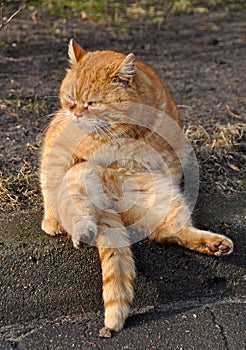 Garfield cat