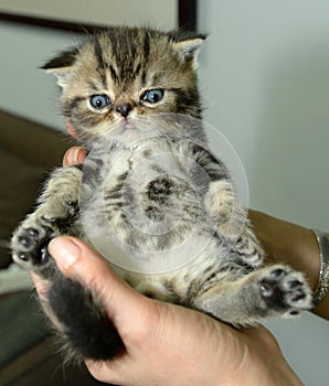 Garfield, a cute black and white tabby pet cat