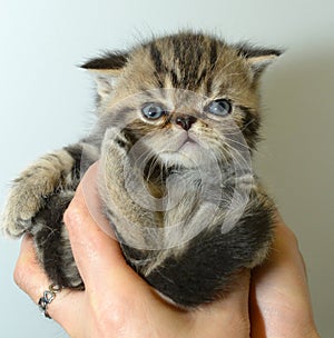 Garfield, a cute black and white tabby pet cat