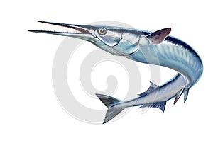 Garfish or Beakfish or Needlefishin motion jumps out of the water.