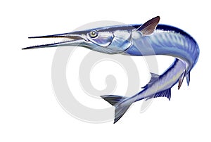 Garfish or Beakfish or Needlefishin motion jumps out of the water.