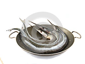 Garfish (Belone belone)