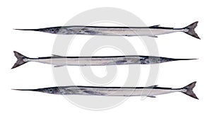 Garfish, Belone belone