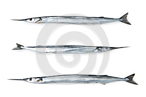 Garfish, Belone belone, isolated