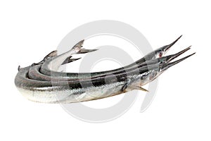 Garfish (Belone belone) raw