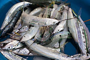 Garfish, crocodile needlefish, houndfish, garpike, sea needle, belone belone, gar fish with long narrow jaws, sharp teeth photo