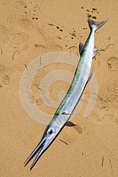 Garfish