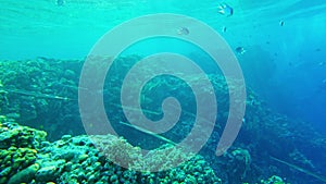 Garfish. Needle fish in the red sea by the coral