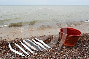 Garfish on pebble, Baltic Sea coast