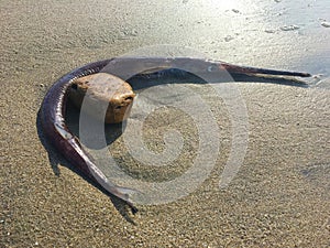 Confezionato in giro la roccia sul Spiaggia 