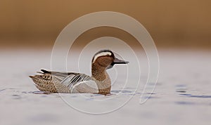 Garganey - Anas querquedula - male