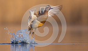 Garganey - Anas querquedula - male