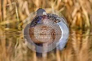 Garganey, Anas querquedula, small dabbling duck. It breeds in much of Europe and western Asia. Garganey detail close-up portrait