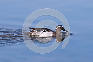 Garganey dabbling duck (Anas querquedula)