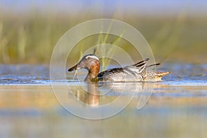 Garganey dabbling duck swimming in Wetland