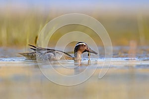 Garganey dabbling duck swimming in Wetland