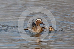 Garganey duck couple in water anas querquedula, sunshine