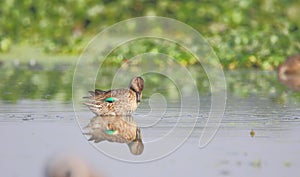 Garganey duck female