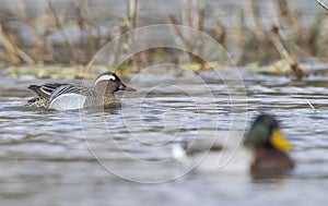 Garganey duck swimming in water during springtime