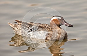 A Garganey male