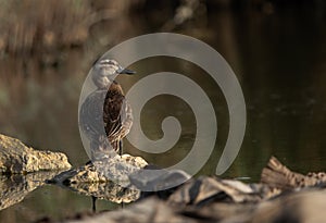 Garganey resting in Asker marsh, Bahrain photo