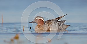 Garganey - Spatula querquedula / Anas querquedula - male