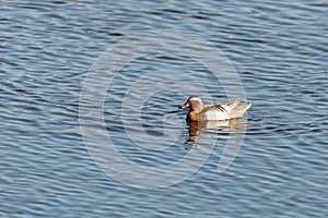 Garganey (Spatula querquedula), small dabbling duck. European bird wildlife, Czech republic