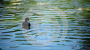 The garganey Spatula querquedula is a small dabbling duck feeds a baby bird