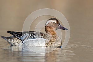 The garganey (Spatula querquedula)